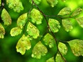 Drops on green leaves foliage Adiantum capillus-veneris ,acthiopicum ,Parco dei Nebrodi ,Sicily ,ltaly ,black Maidenhair fern Royalty Free Stock Photo