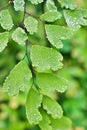 Drops on green leaves foliage Adiantum trapeziforme ,giant maidenhair ,Sicily ,diamond Maidenhair fern ,venus Ferns ,Venushair ,so Royalty Free Stock Photo