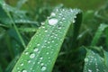 Drops laid grass rain raining close up vision detail