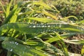 Drops leaf wire grass vision nature detail natural Royalty Free Stock Photo