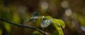 DROPS ON THE LEAVES Royalty Free Stock Photo