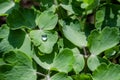 Drops on leaves of Aquilegia natural background Royalty Free Stock Photo