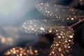 Drops on leaves in semitones little light Royalty Free Stock Photo