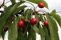 Drops lie on ripe red cherries after rain in a summer garden