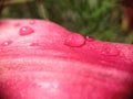 Drops on a lily flower Royalty Free Stock Photo