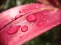 Drops on a lily flower Royalty Free Stock Photo