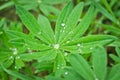 Drops on a Lupin Royalty Free Stock Photo