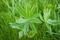 Drops on a Lupin Royalty Free Stock Photo