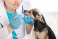 Drops of medicine for dogs for ears and eyes, a pharmacy for pets, treatment of eye diseases and otitis in animals, a veterinarian