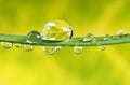 Drops mirroring fall colored leaf