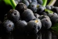 Drops of moisture and tree resin on freshly picked fruits of blackthorn - wild plum. Dark background. Farming, gathering and Royalty Free Stock Photo