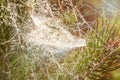 Drops of morning dew on blurred gold spider web on pine branches at sunrise with sun light flare Royalty Free Stock Photo