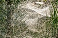 Drops of morning dew on blurred gold spider web on pine branches at sunrise with sun light flare Royalty Free Stock Photo