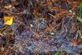 Drops of morning dew on a cobweb in the forest in the autumn season. Spider web background Royalty Free Stock Photo