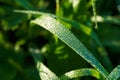 Drops of morning dew on the grass in the sun. Macro Royalty Free Stock Photo