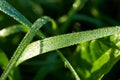 Drops of morning dew on the grass in the sun. Macro Royalty Free Stock Photo