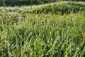 Drops of morning dew on the grass in the sun. Macro Royalty Free Stock Photo