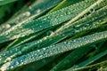 Drops of morning dew on green grass in the morning sun rays close-up Royalty Free Stock Photo