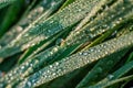 Drops of morning dew on green grass in the morning sun rays close-up Royalty Free Stock Photo