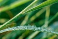 Drops of morning dew on green grass in the morning sun rays close-up Royalty Free Stock Photo