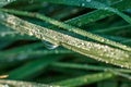 Drops of morning dew on green grass in the morning sun rays close-up Royalty Free Stock Photo