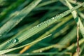 Drops of morning dew on green grass in the morning sun rays close-up Royalty Free Stock Photo