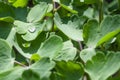 Drops of morning dew on a green leaves of aquilegia granny`s bonnet, columbine, Aquilegia vulgaris on a cool autumn morning.