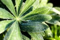 Drops of morning dew on the green leaves of a lupine with reflections of the dawn sun Royalty Free Stock Photo