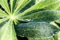 Drops of morning dew on the green leaves of a lupine with reflections of the dawn sun Royalty Free Stock Photo