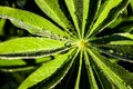 Drops of morning dew on the green leaves of a lupine with reflections of the dawn sun Royalty Free Stock Photo