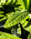 Drops of morning dew on the green leaves of a lupine with reflections of the dawn sun Royalty Free Stock Photo