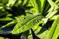 Drops of morning dew on the green leaves of a lupine with reflections of the dawn sun Royalty Free Stock Photo