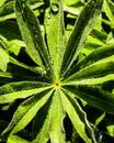 Drops of morning dew on the green leaves of a lupine with reflections of the dawn sun Royalty Free Stock Photo