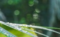 Drops of morning dew on green palm leaf, closeup detail with nice bokeh space for text above Royalty Free Stock Photo