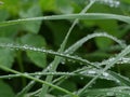 Drops of morning dew on the leaves of green grass Royalty Free Stock Photo