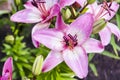 Drops of morning dew on petals of pink lily. stamens, pistils, botany.