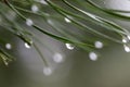 Drops of morning dew on pine needles - natural abstraction. Royalty Free Stock Photo