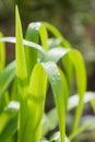 Drops of morning dew on a plant with long leaves at dawn Royalty Free Stock Photo