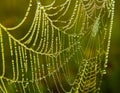 Summer morning dew on spider web Royalty Free Stock Photo