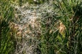 Drops of morning dew on a spider web on pine branches at sunrise Royalty Free Stock Photo