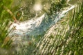 Drops of morning dew on a spider web on pine branches at sunrise Royalty Free Stock Photo