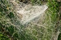 Drops of morning dew on a spider web on pine branches at sunrise Royalty Free Stock Photo