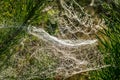 Drops of morning dew on a spider web on pine branches at sunrise Royalty Free Stock Photo