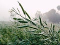 Drops of morning dew on a stem of crops against a background of abundant green vegetation Royalty Free Stock Photo