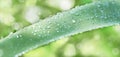 Drops of morning dew on a stem of grass against a background of abundant green vegetation. Royalty Free Stock Photo