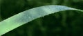 Drops of morning dew on a stem of grass against a background of abundant green vegetation