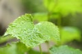 Drops of morning dew on the stems and leaves of young grapes. Side view