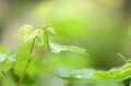 Drops of morning dew on the stems and leaves of young grapes. Side view Royalty Free Stock Photo