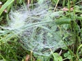 Drops of morning dew trapped in a spider web Royalty Free Stock Photo
