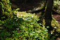 Drops on moss and clovers Royalty Free Stock Photo